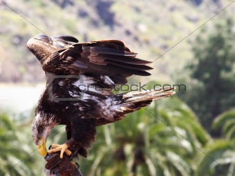 Immature American Bald eagle