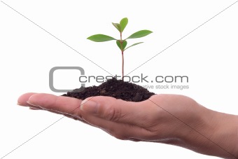 Human hands with plant