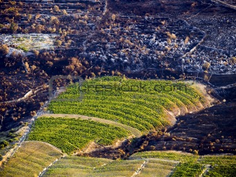 Savung the vineyard