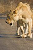 Lioness searching