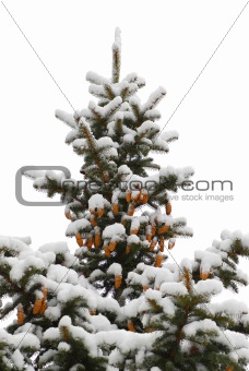 Winter spruce