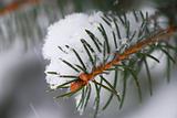 Spruce branch with snow