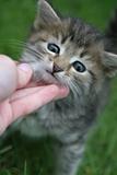 Sight of a lovely kitten