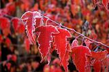 Frosty Maple Leaves