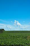 Farm field blue sky