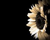 Sunflower sepia