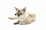 Isolated white bengal cat