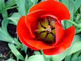 tulip in button