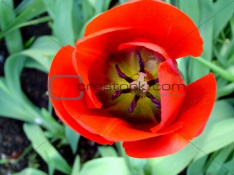tulip in button