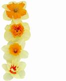 Daffodil Margin
