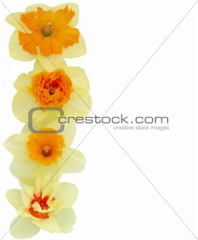 Daffodil Margin