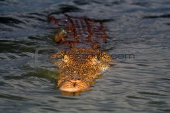 Crocodile floating in the water