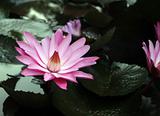 Pink water-lily and its reflection. Sochi, Russia.