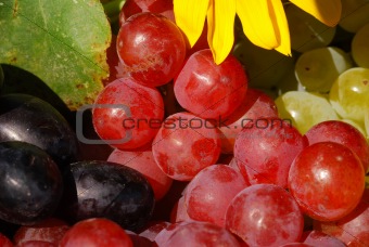 Grapes in Vintage Fruit Box