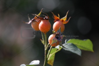 Dogrose berries and spiderweb