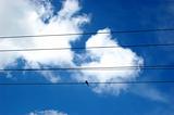 bird against blue sky