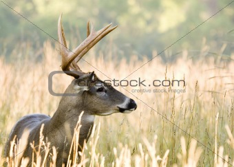Buck Whitetail Deer (Odocoileus virginianus)
