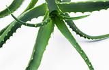 Aloe vera isolated on white and wet glass table