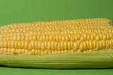 Corn cobs isolated on green