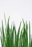Green grass isolated on white.