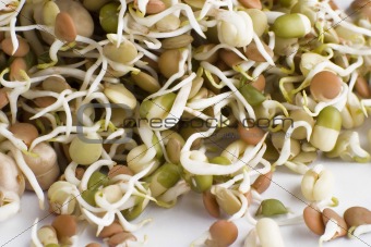 Sprouts isolated on white.