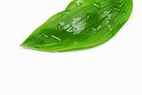 Green wet leaf