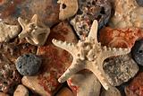 starfish and rocks