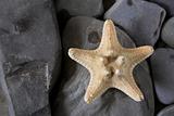 starfish and rocks
