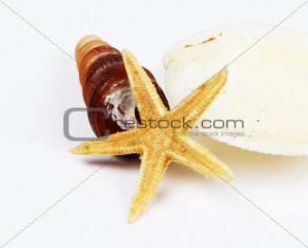 Shells and starfish isolated