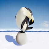 Huge Penguin Egg
