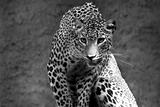leopard in bw