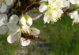 Bee on an apple flower