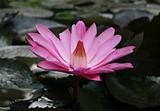 Blooming of lotus flower