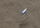 Dead fish on the sand