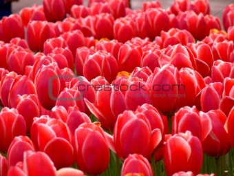 Red Tulips in a park