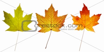 three maple leaves in green yellow red colors