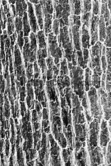 tree skin like abstract texture background