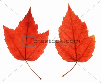 two red maple leaves