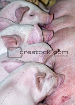Piggies in a row