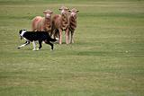 sheepdog trials