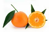 Mandarin orange - citrus reticulata