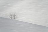 Solitude on snow
