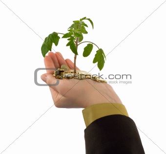 Plant in hand and coins