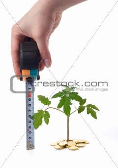 Hand measures plant growth