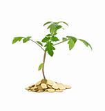 Plant growth - business concept