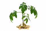 Exuberant plant in heap of coins