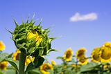 Sunflower bud under bright sky