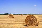 Straw or hay bales on a stubble field