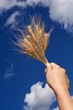 Holding wheat against blue sky