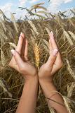 Woman hands holding corns